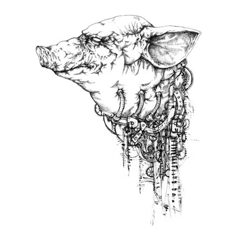 Pig by Dave Correia