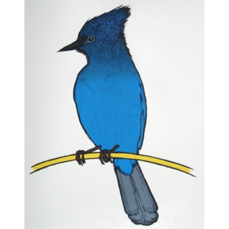 steller's jay by Jay Ryan