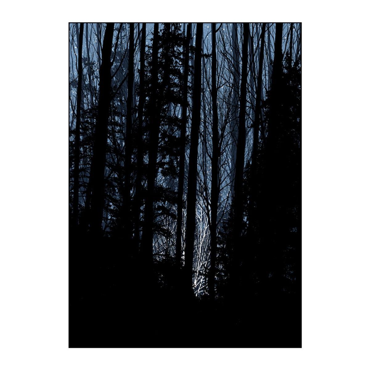 A Night in the Forest