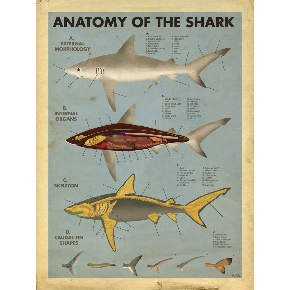 Anatomy of the Shark