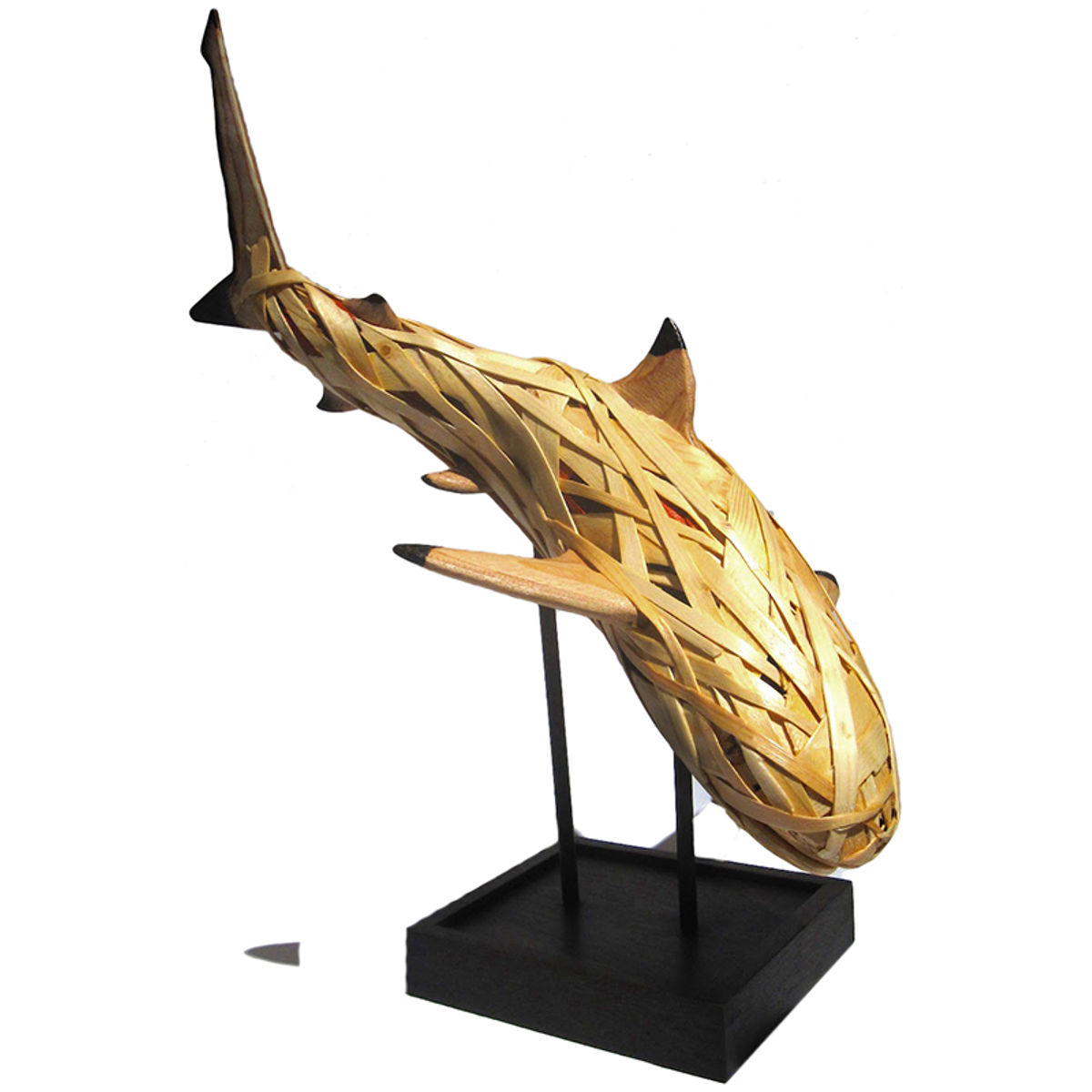 Carcharhinus aduropterus