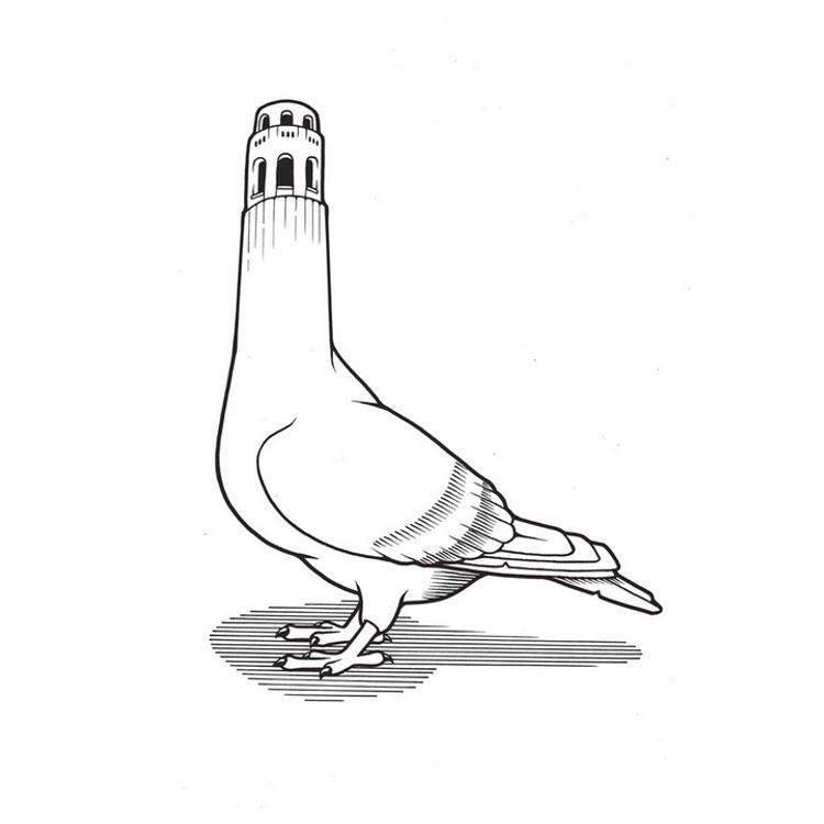 Coit Pigeon by Jeremy Fish