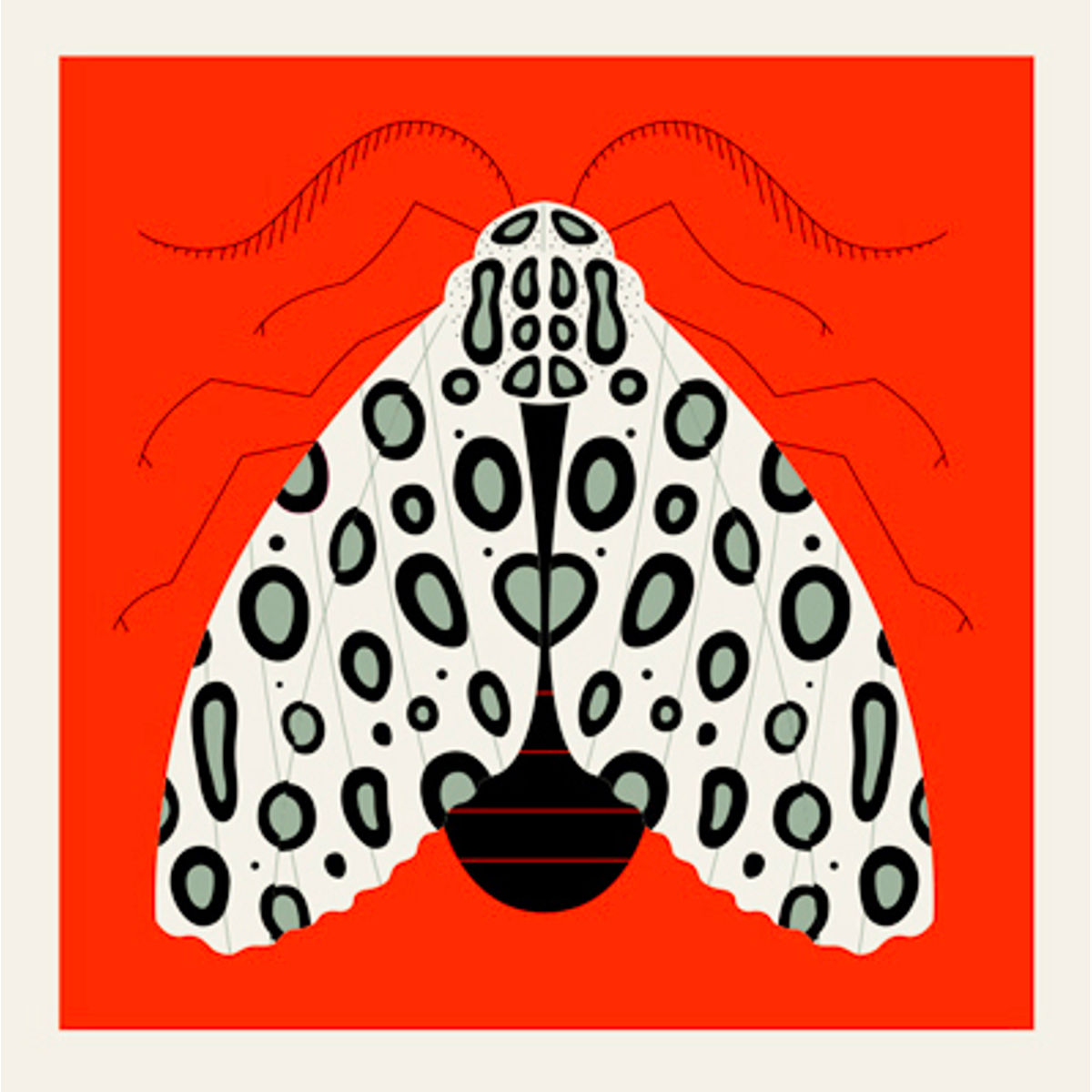 Moth-Leopard