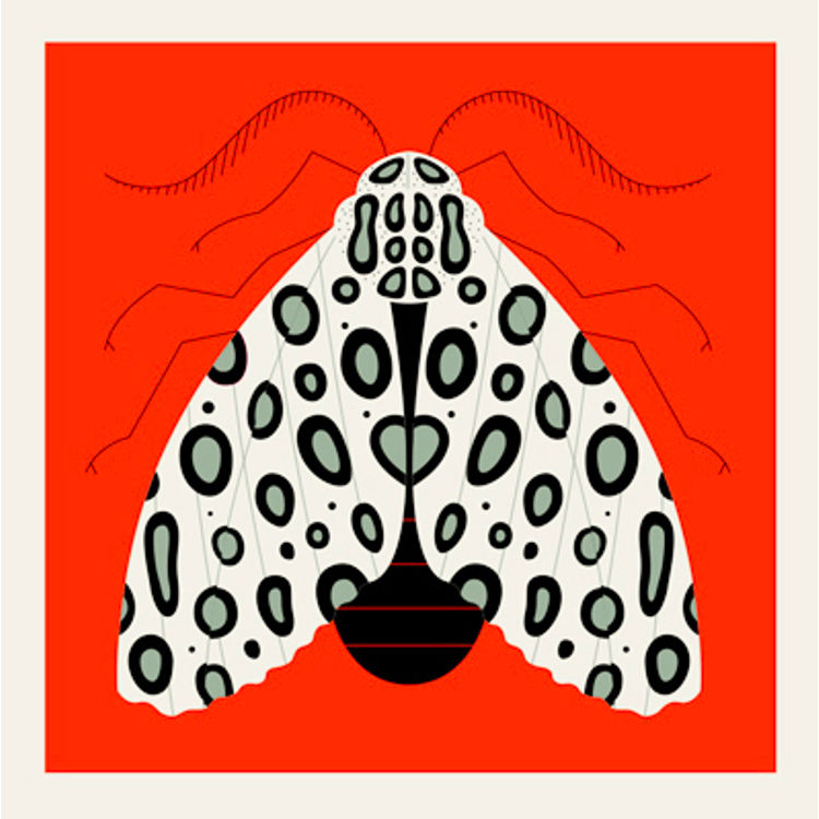 Moth-Leopard by Methane Studios