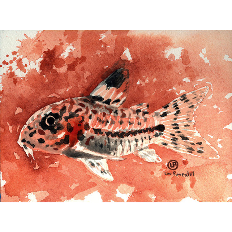 Corydora by Lou Pimentel