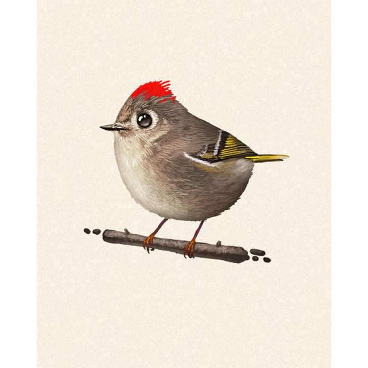 Fat Bird - Ruby-Crowned Kinglet by Mike Mitchell