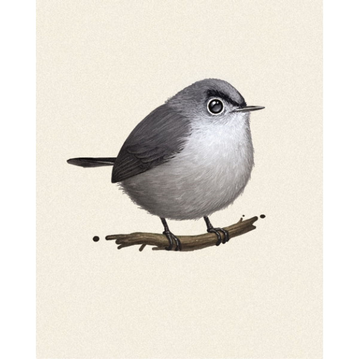 Fat Bird - Blue-gray Gnatcatcher