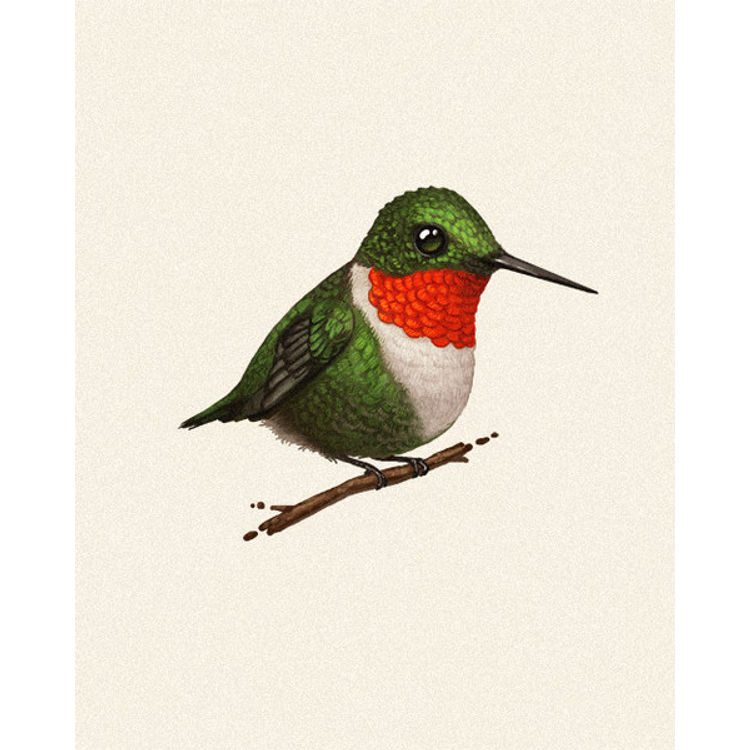 Fat Bird - Ruby-throated Hummingbird by Mike Mitchell