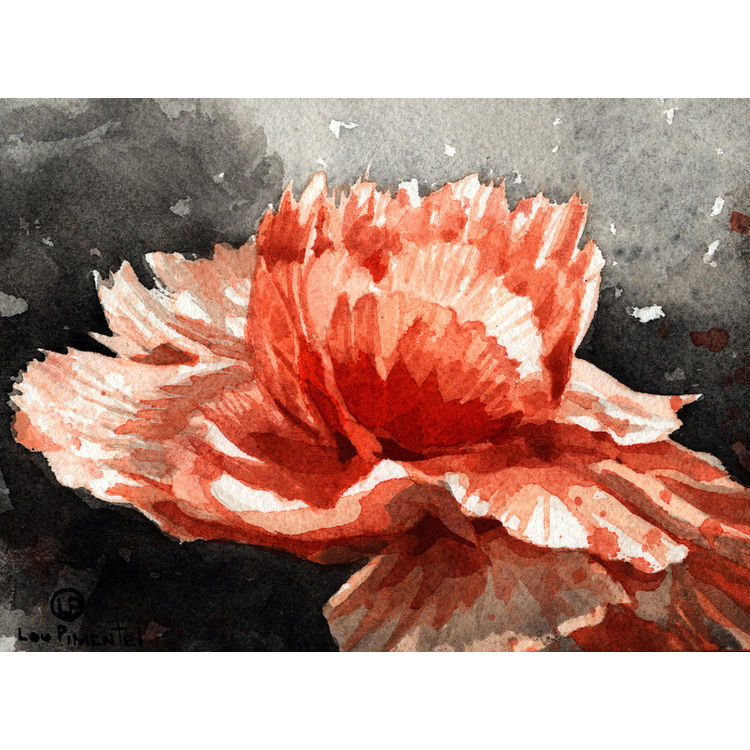 Carnation by Lou Pimentel