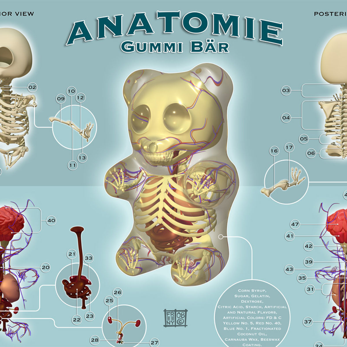 Anatomie