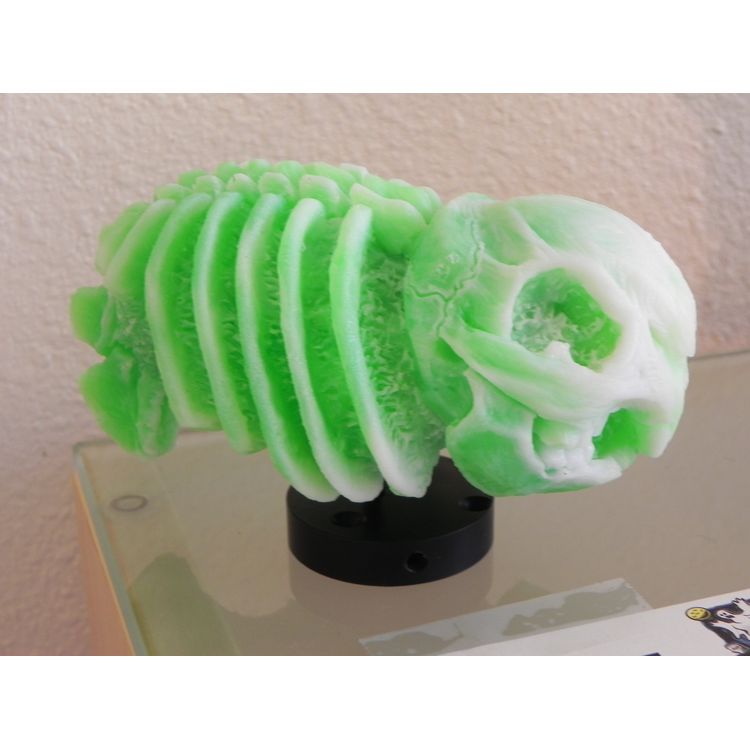 Labbit Skeleton - White/Green by Scott Wilkowski