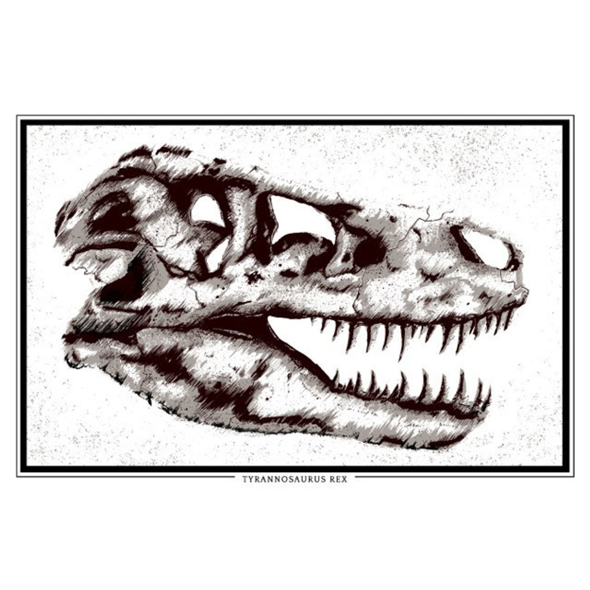 Tyrannosaurus Rex Skull