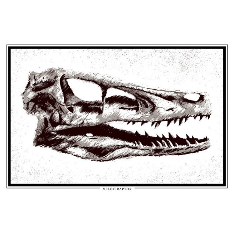 Velociraptor Skull by Ron Guyatt