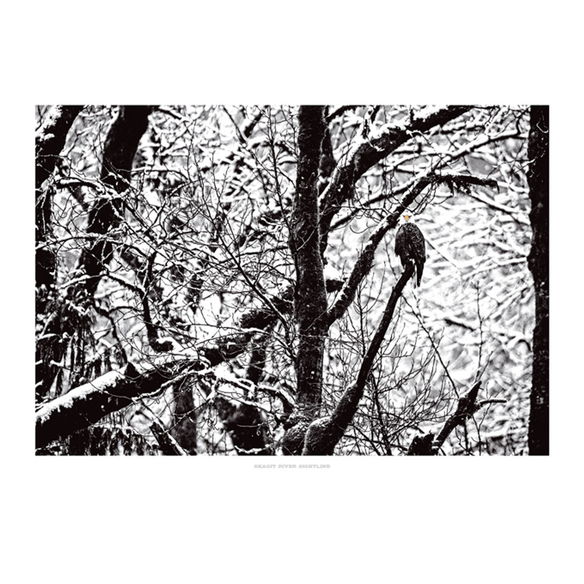 Skagit River Sightline