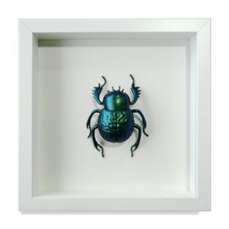 Dungbeetle - Scarabraeinae by Tokyoplastic
