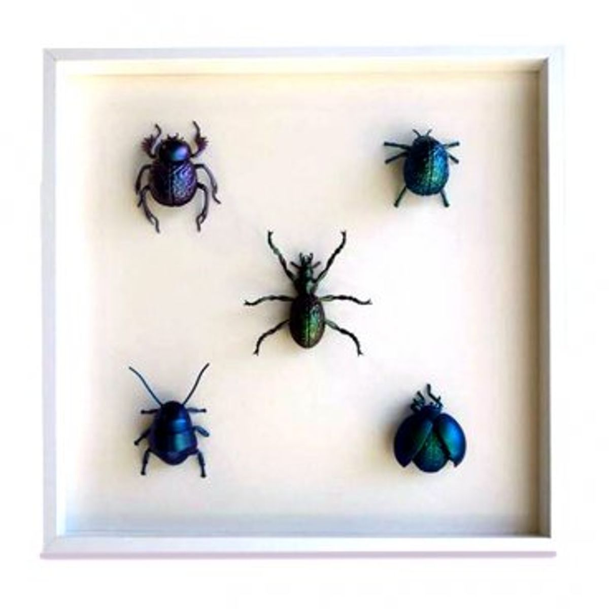 Five Framed Bugs - Collection