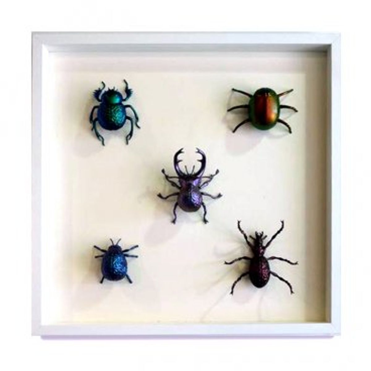 Five Framed Bugs - Collection