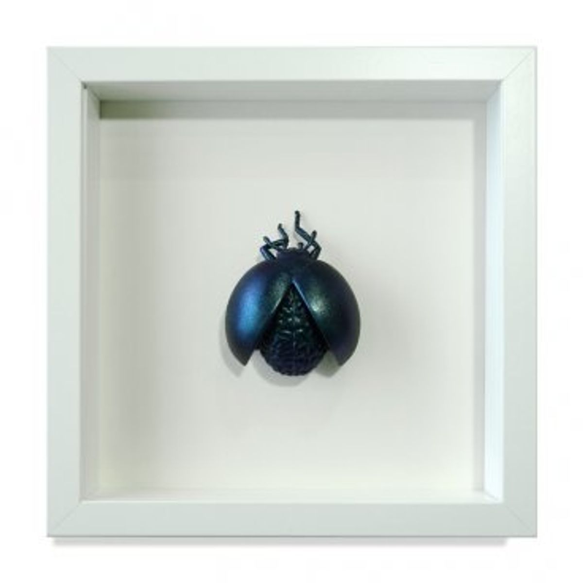 Lady Bird - Coccinbrallinae