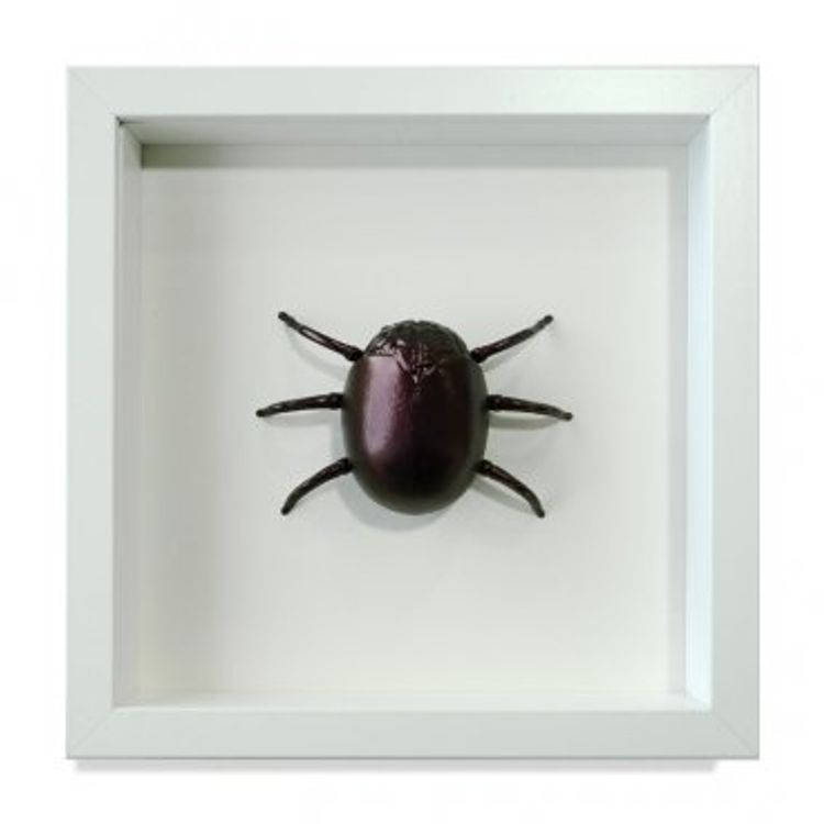 Roach - Rutilus Brainus by Tokyoplastic