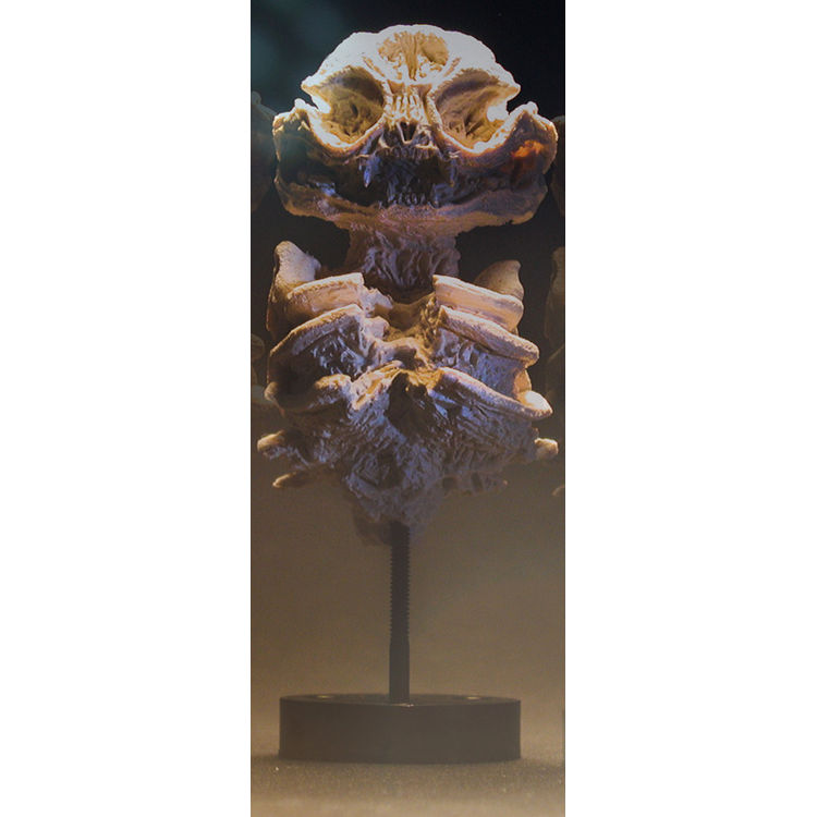 Mystic Cat - Bone edition by Scott Wilkowski