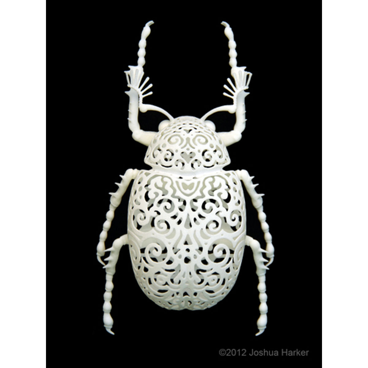 Coleoptera Filigre (small)