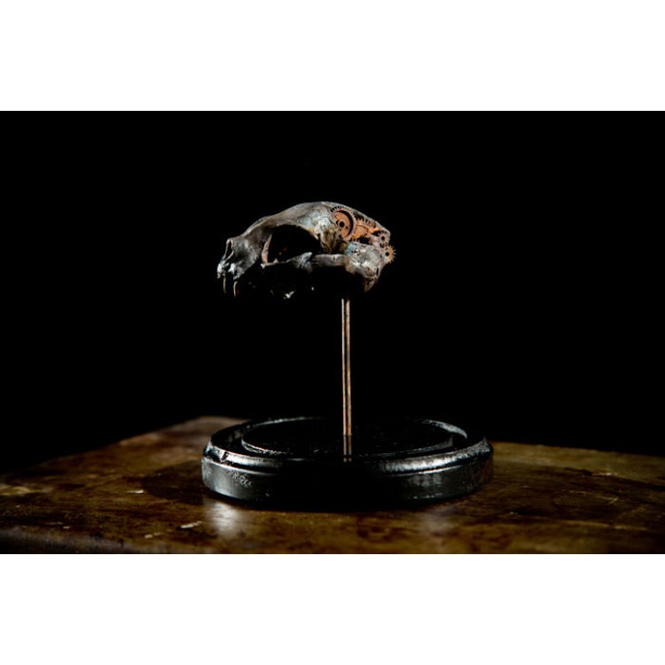 Specimen Number 27 by Stephan Webb
