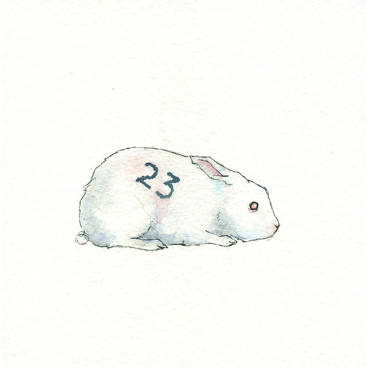 Dharma Rabbit #23 by Drew Falchetta