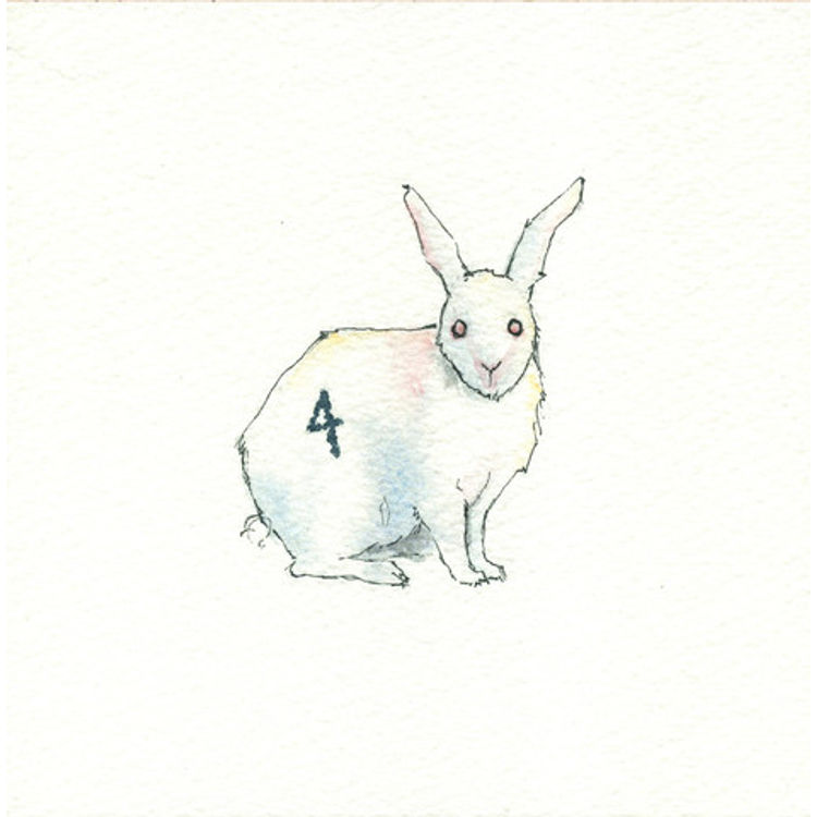 Dharma Rabbit #4 by Drew Falchetta