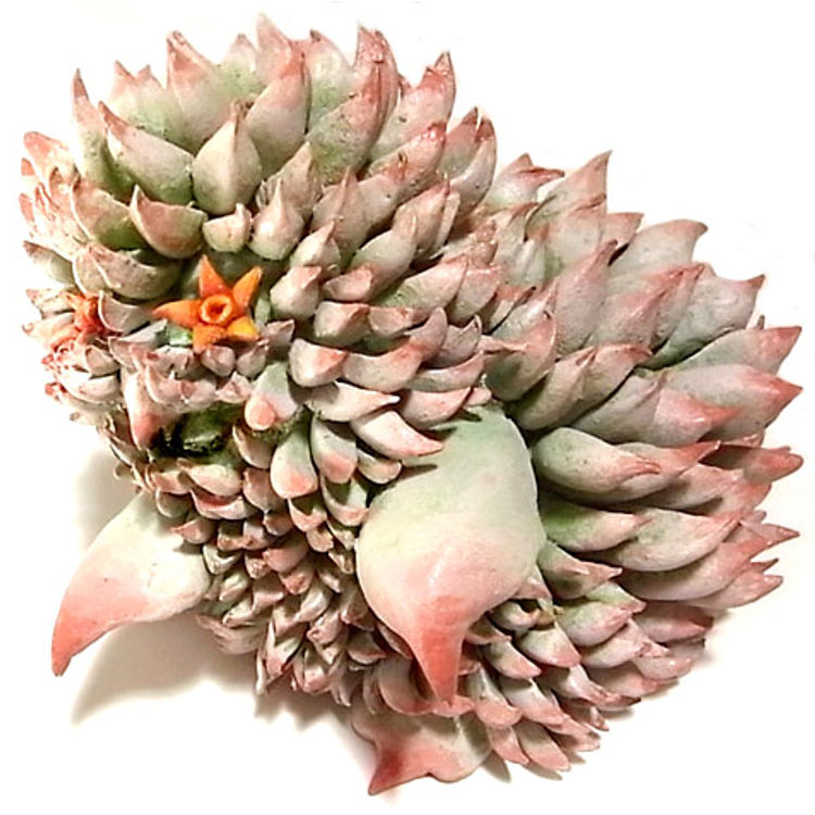 Thistle Thorn by Aaron Brown