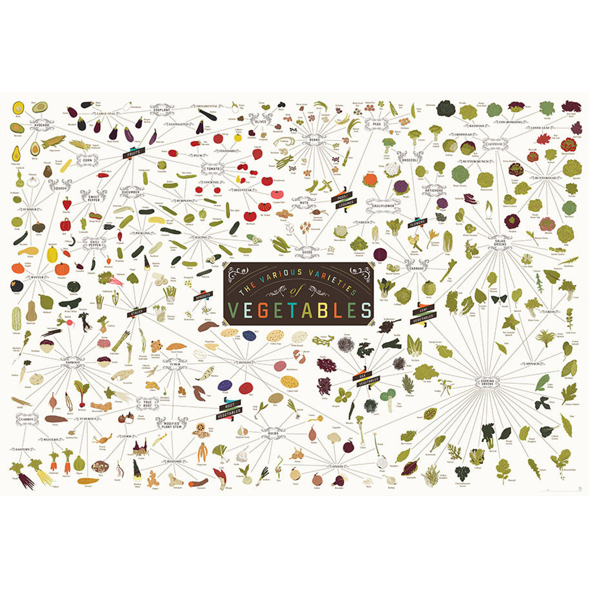 The Various Varieties of Vegetables