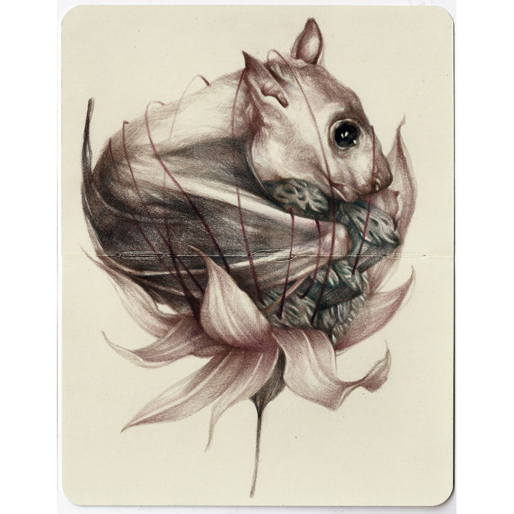 Variation is one thing, evolution is quite another by Marco Mazzoni