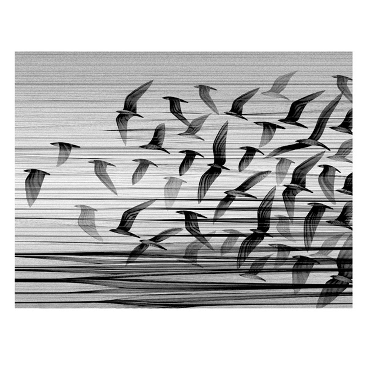 Migration South