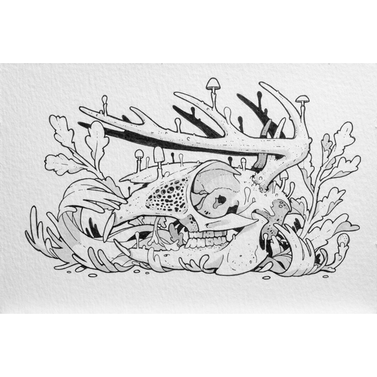 Return of the Jackalope