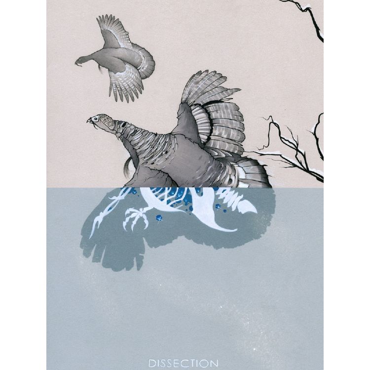 Bird Dissection by Chris B. Murray