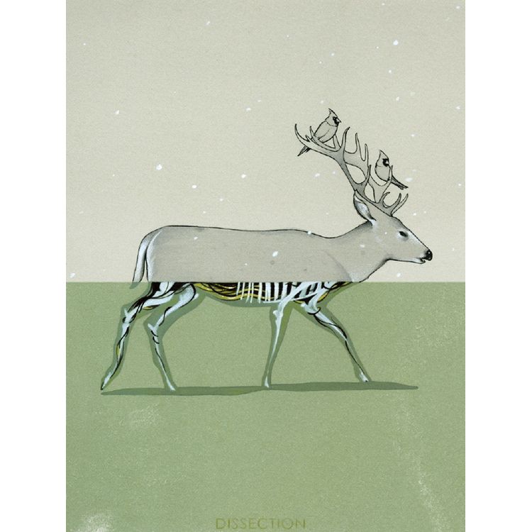 Stag Dissection by Chris B. Murray