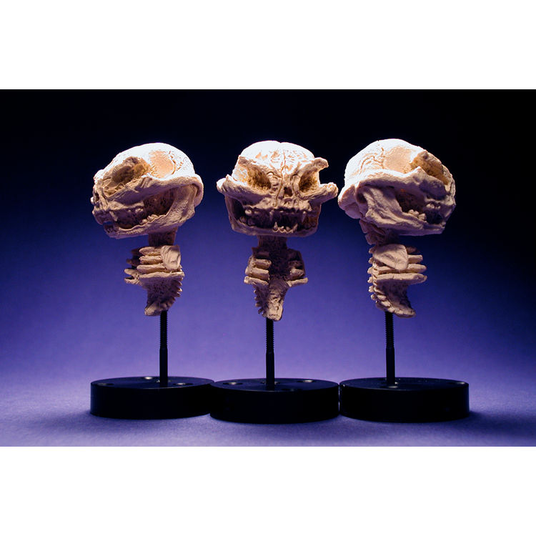 Cat - Bone Edition by Scott Wilkowski