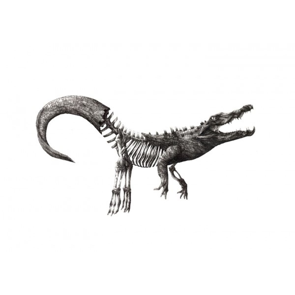 Croco