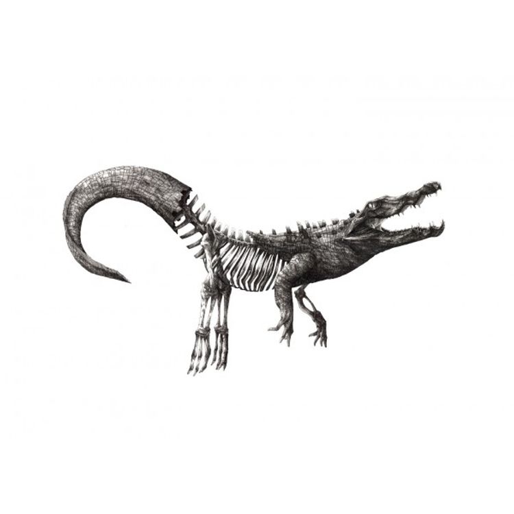 Croco by Theo Jan