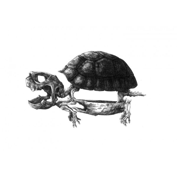 Tortue by Theo Jan