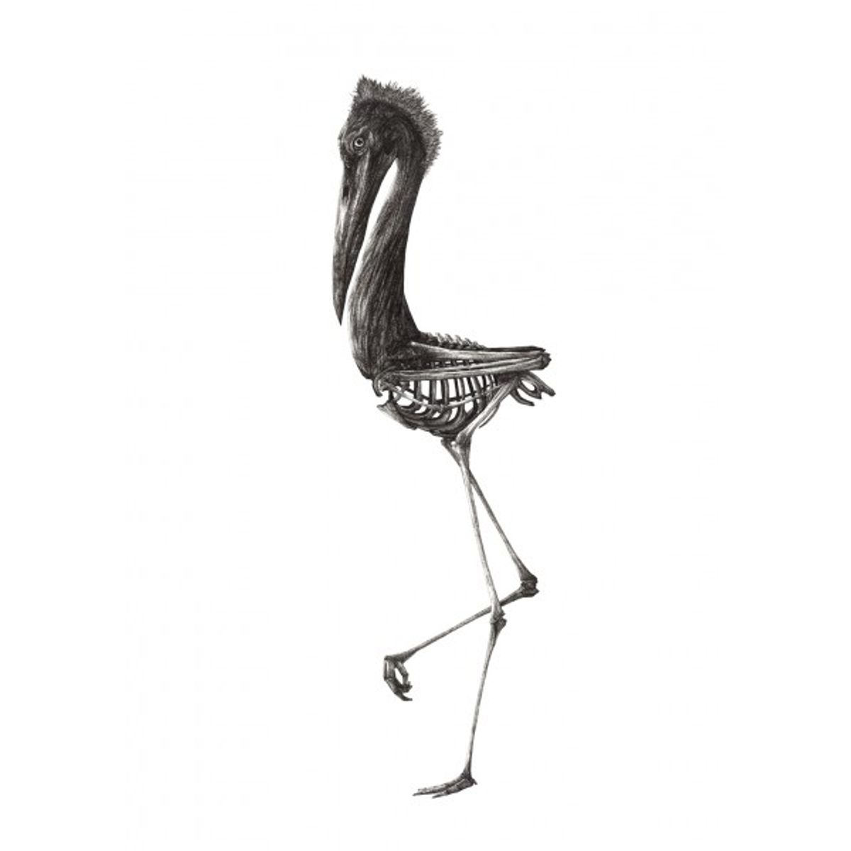 Heron
