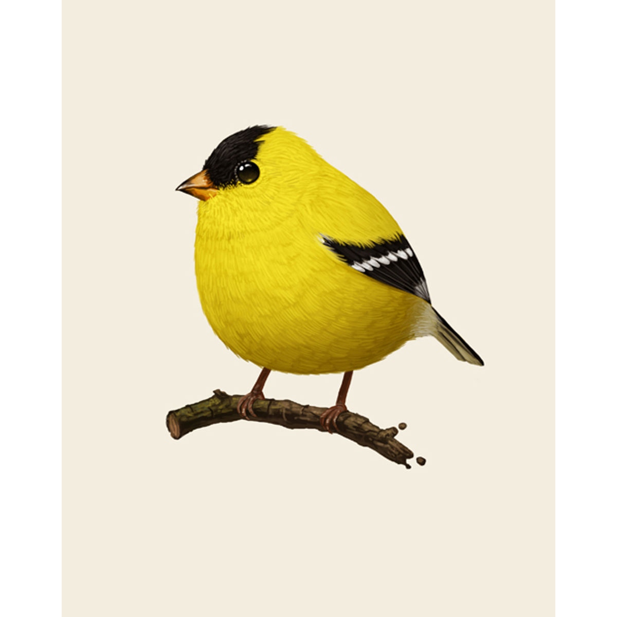 American Goldfinch