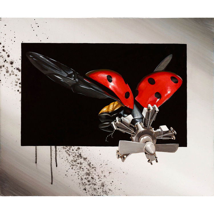 New Biology Coccinellidae by Robert Bowen