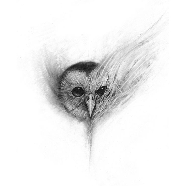 Wise Owl by Dave Correia