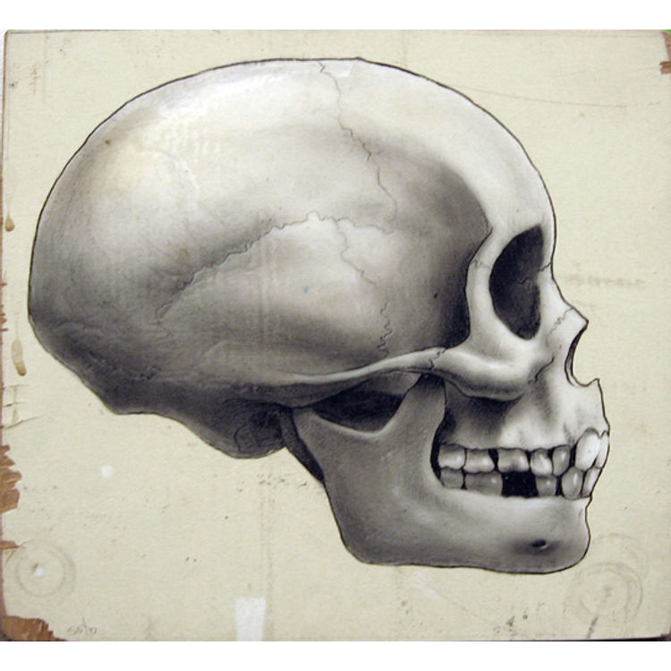 Human Skull by Jeff Soto