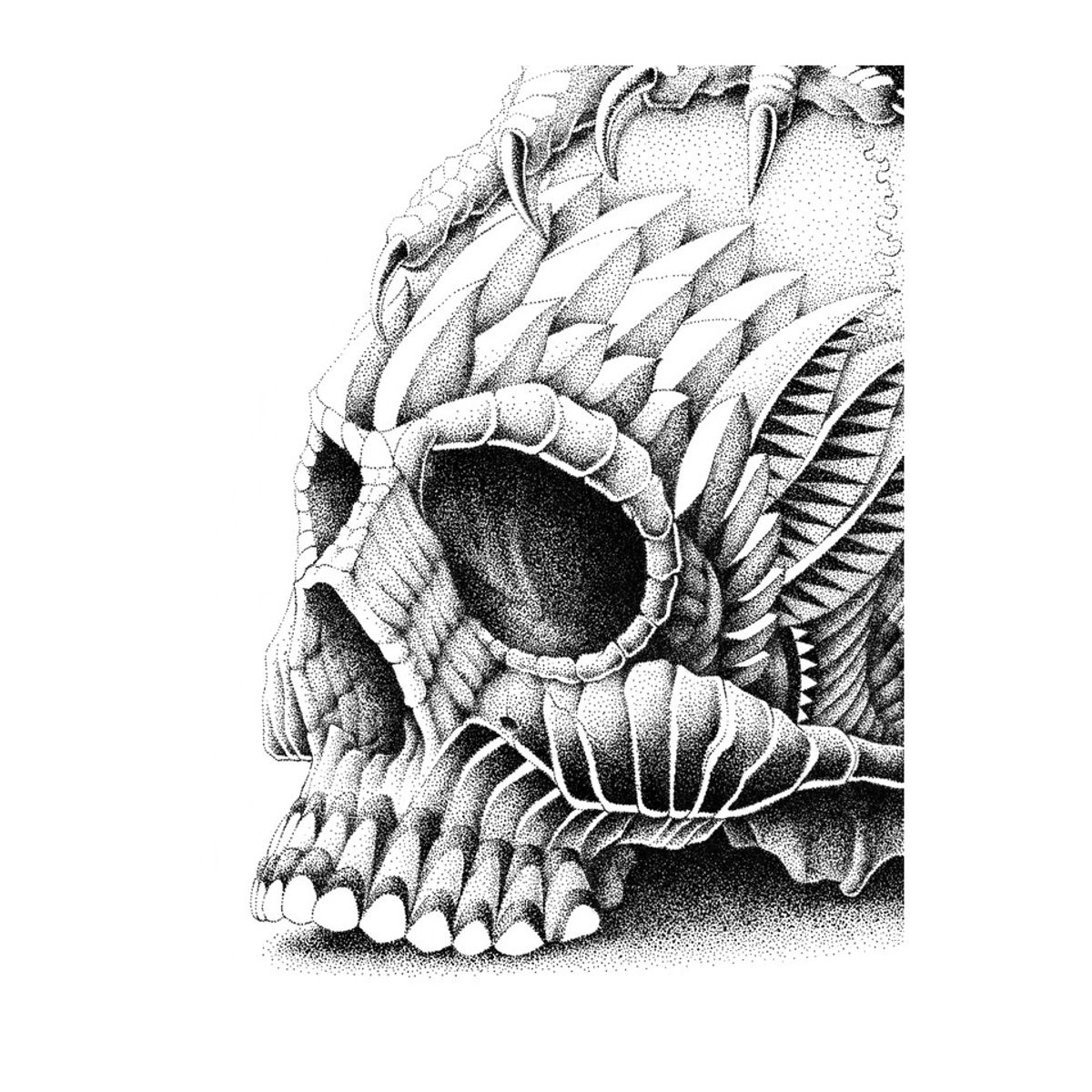 REDTAIL SKULL