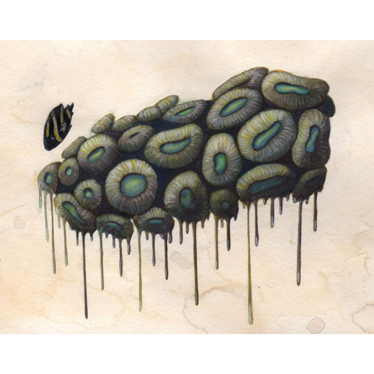 Coral Study by Katie Carillo