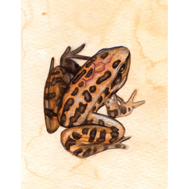 Northern Leopard Frog Study by Katie Carillo