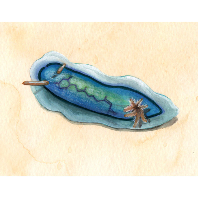 Nudibranch Study by Katie Carillo