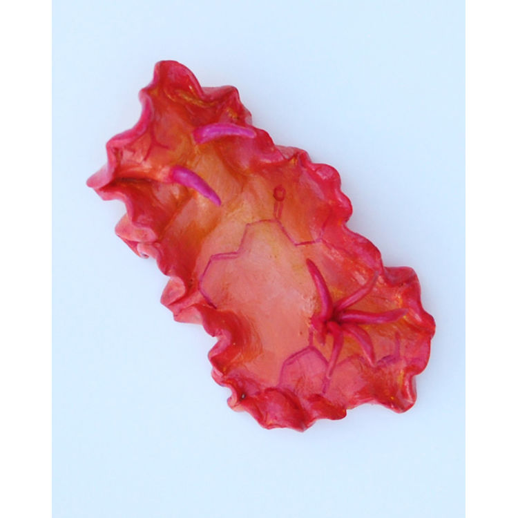 Nudibranch – Orange by Katie Carillo