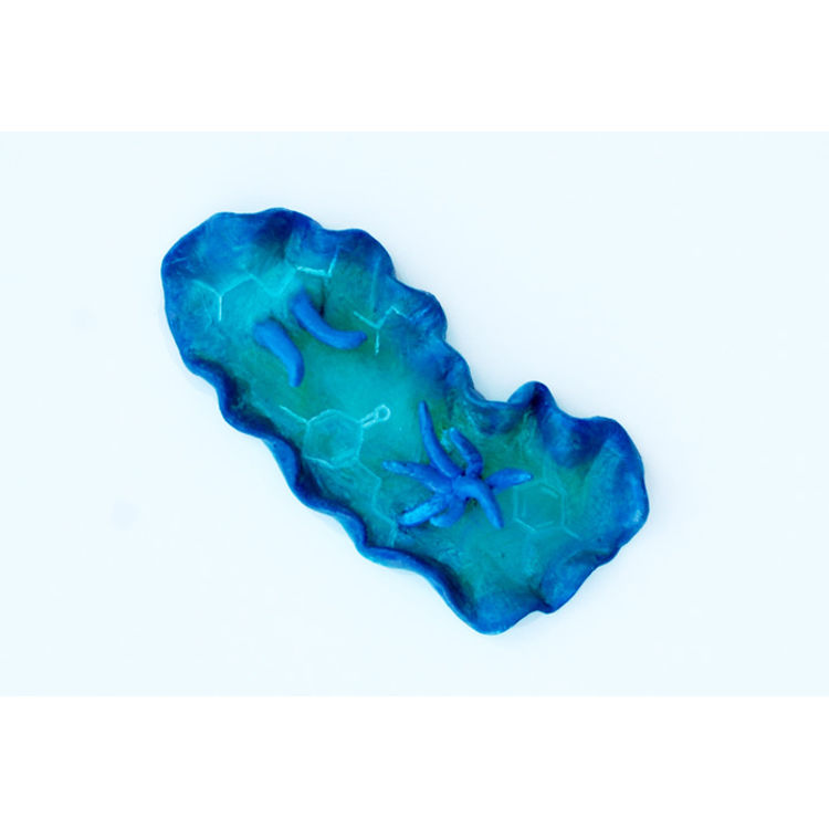 Nudibranch – Blue by Katie Carillo
